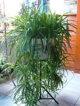 玄关 花 风水