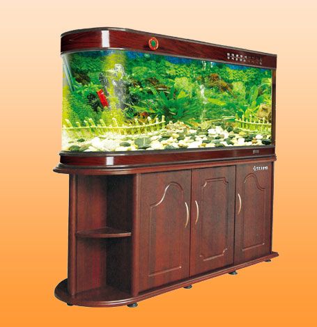 风水问答：如何养风水鱼？