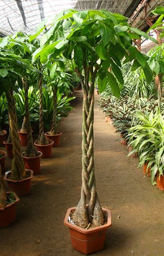 发财树风水摆放位置